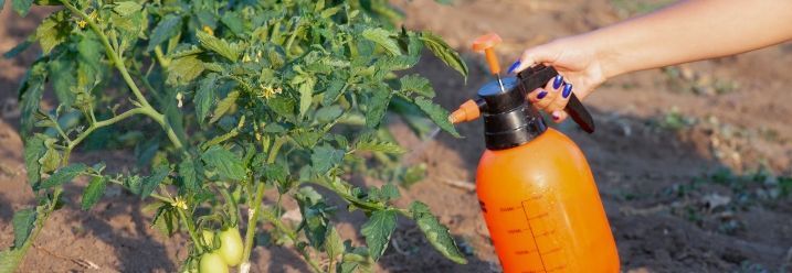 Tomaten pflanzen pflegen und düngen 